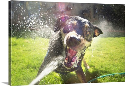 Dog attacking water hose in backyard fun, vicious an wide eyed