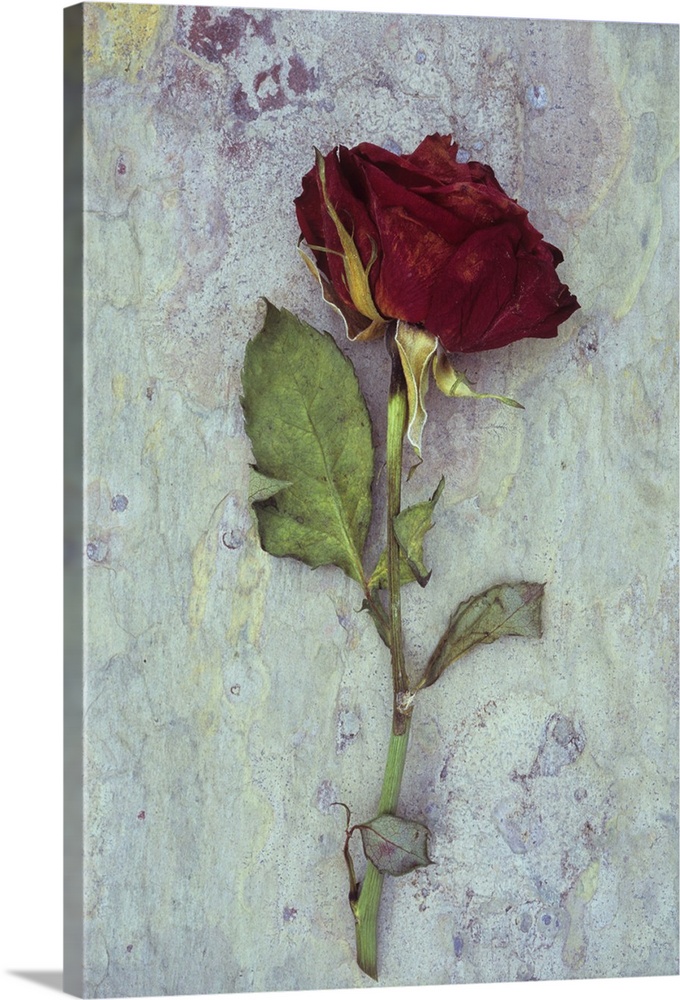 Dried Deep Red Rose Lying with Its Stem and Leaves on Marbled Slate Stone | Large Solid-Faced Canvas Wall Art Print | Great Big Canvas