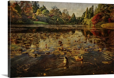 Ducks On A Lake