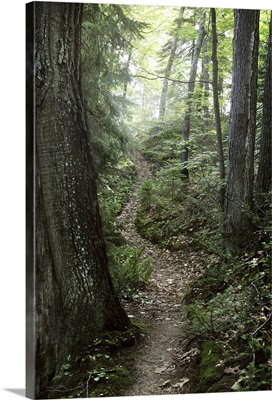 Enchanted path