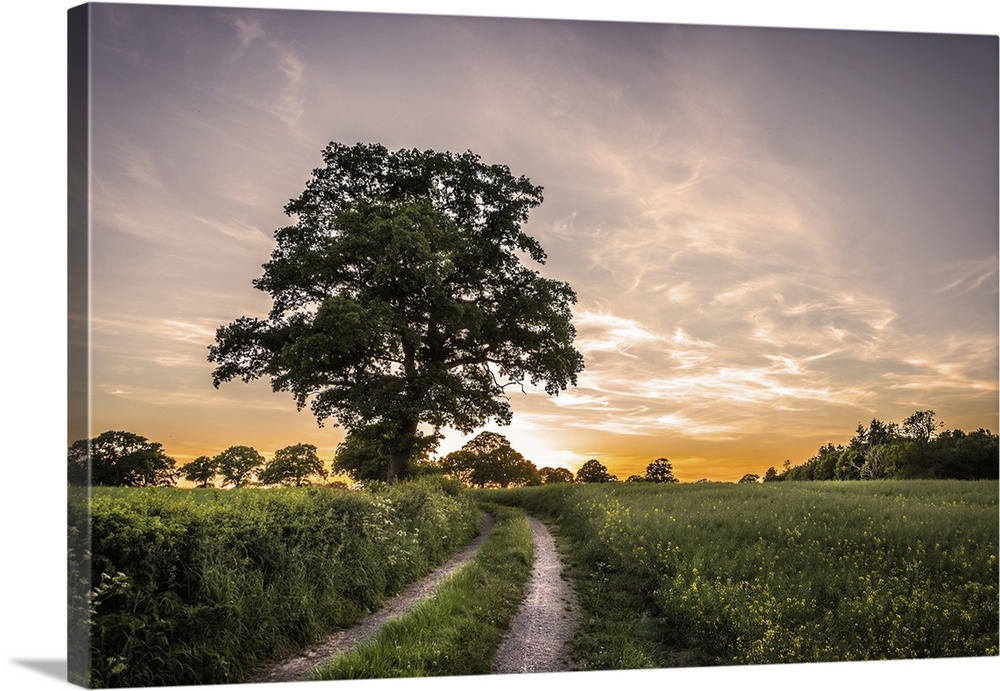 Sun setting over fields in the English countryside with a rural lane and oak tree.