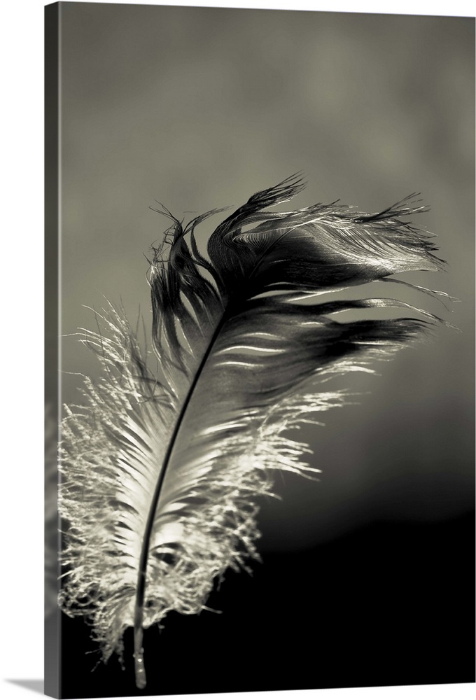 A tatty feather feather