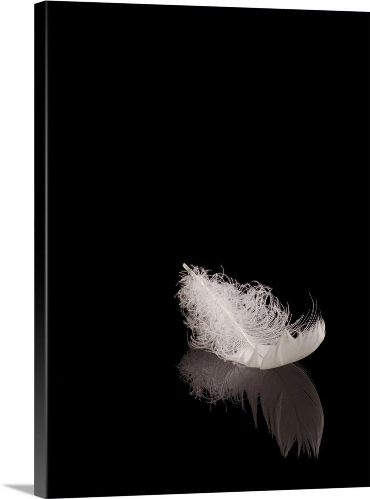 White feather on black reflective surface.
