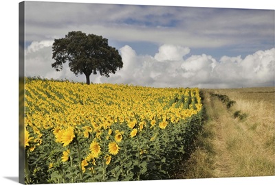 Field of sunflowers with Holm oaks