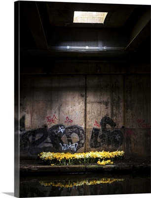 Flowers under shaft of light beside graffiti