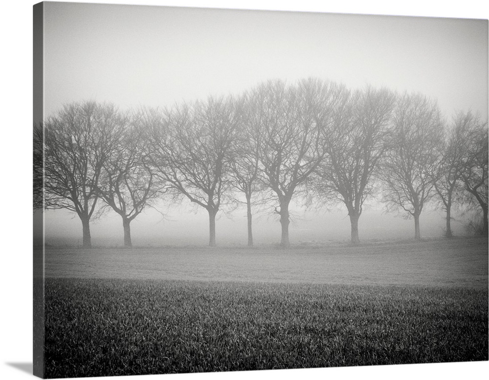 Foggy landscape scene with trees with bare branches