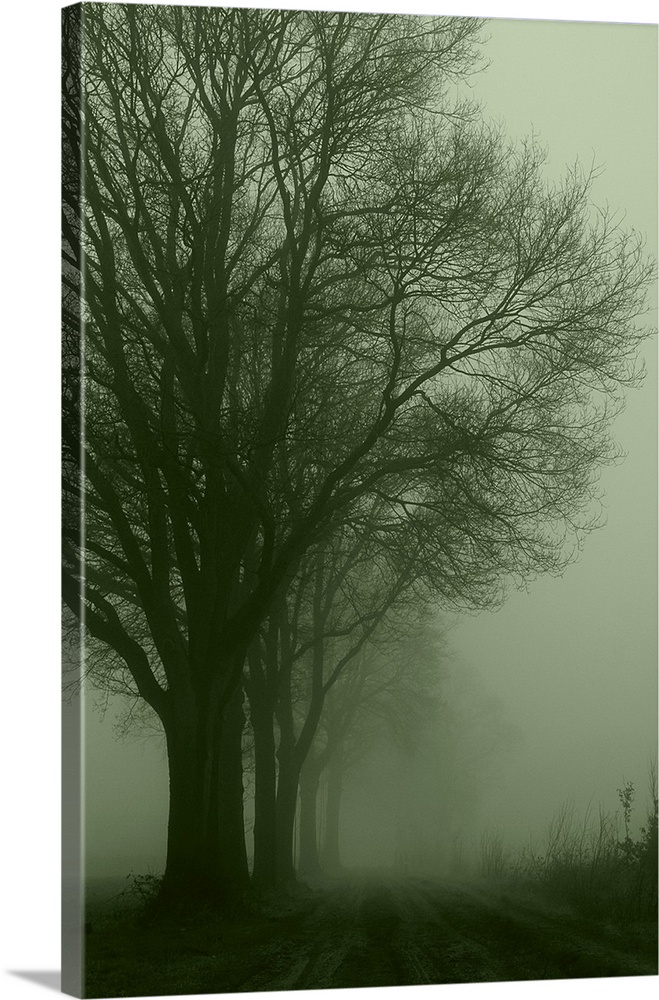 Empty silent road with a row of trees at one side on a foggy day at dawn