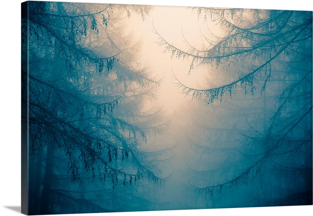 Forest trees in heavy fog
