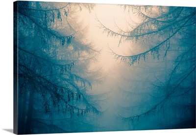 Forest trees in fog
