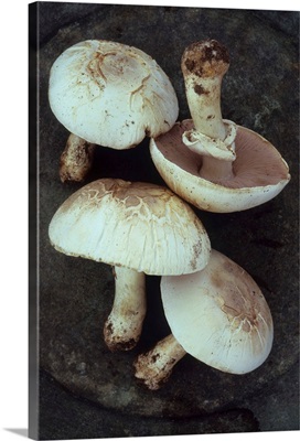 Four Field mushrooms lying on tarnished metal plate