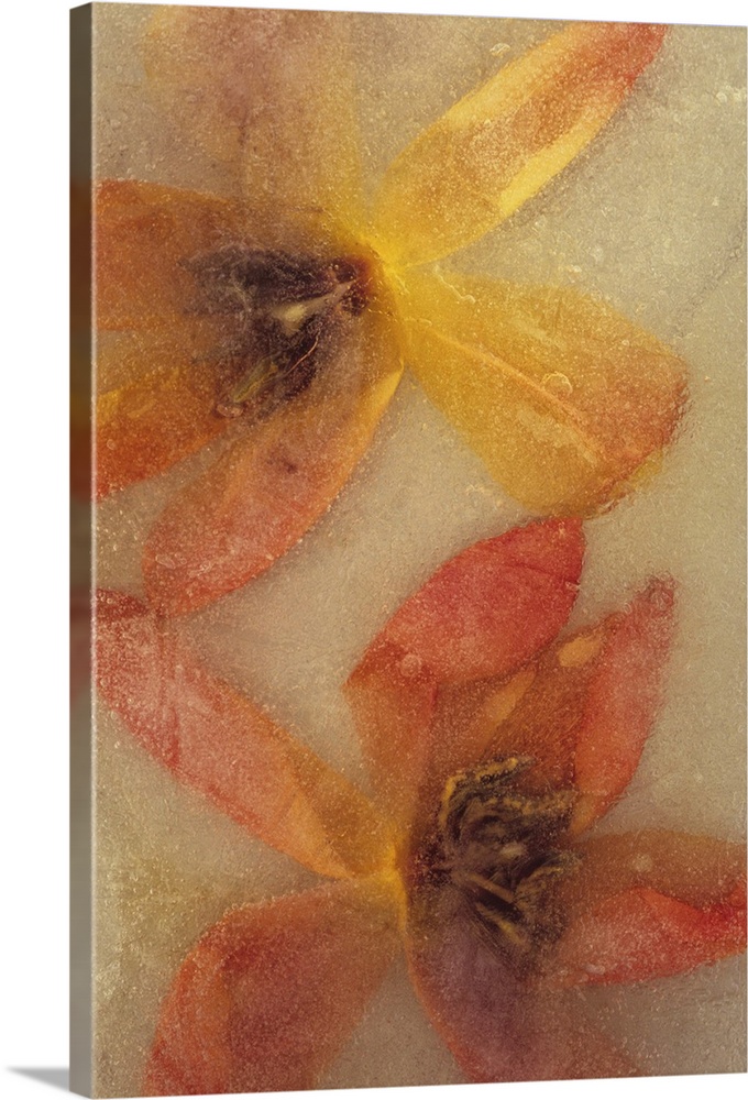 Two red and yellow tulip flowerheads lying open but trapped in sheet of ice
