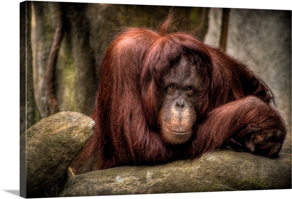 An Urangutang in a zoo looking dejected