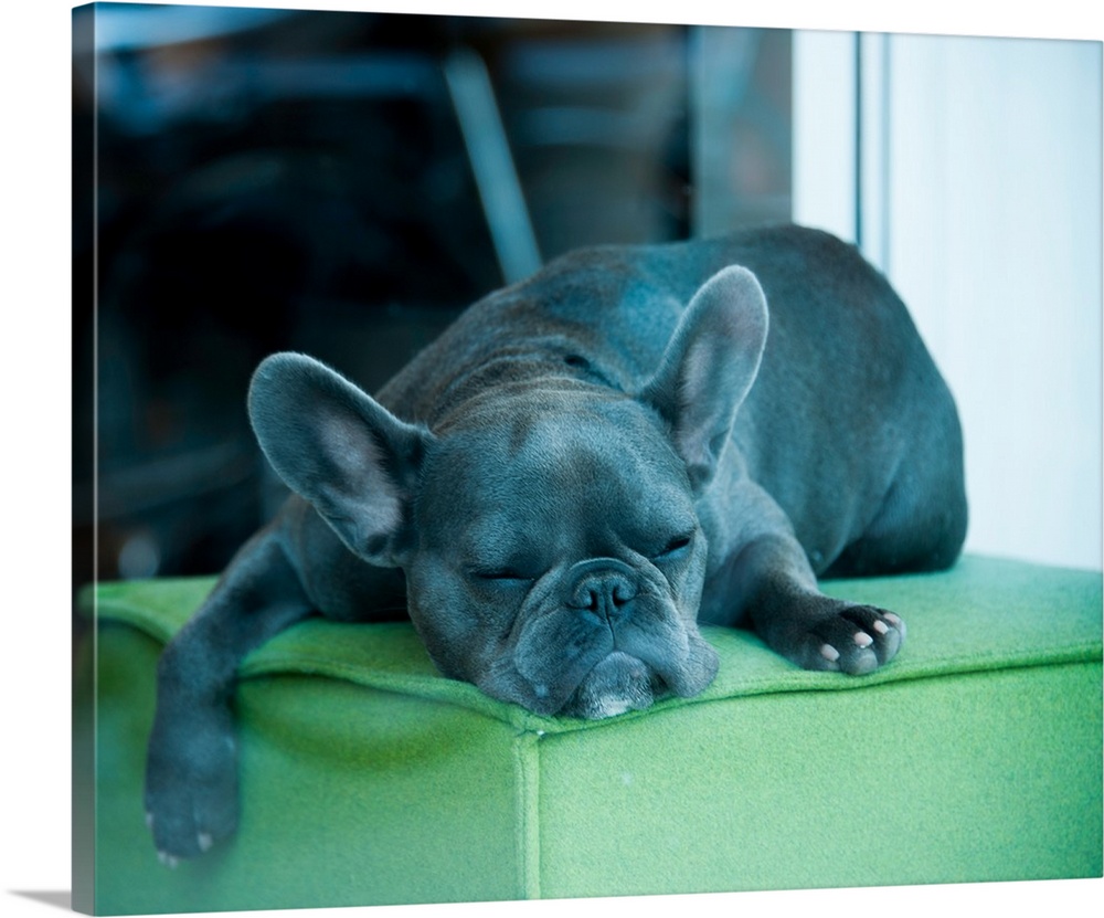 A sleeping french bull dog on a green cushion in a store window.