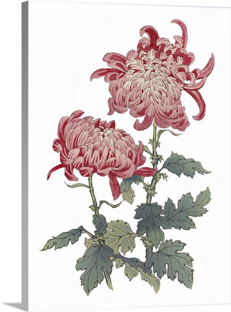 Originally an Illustration of decorative flowers.