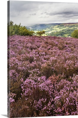 Heather On Guise Cliff Above Nidderdale