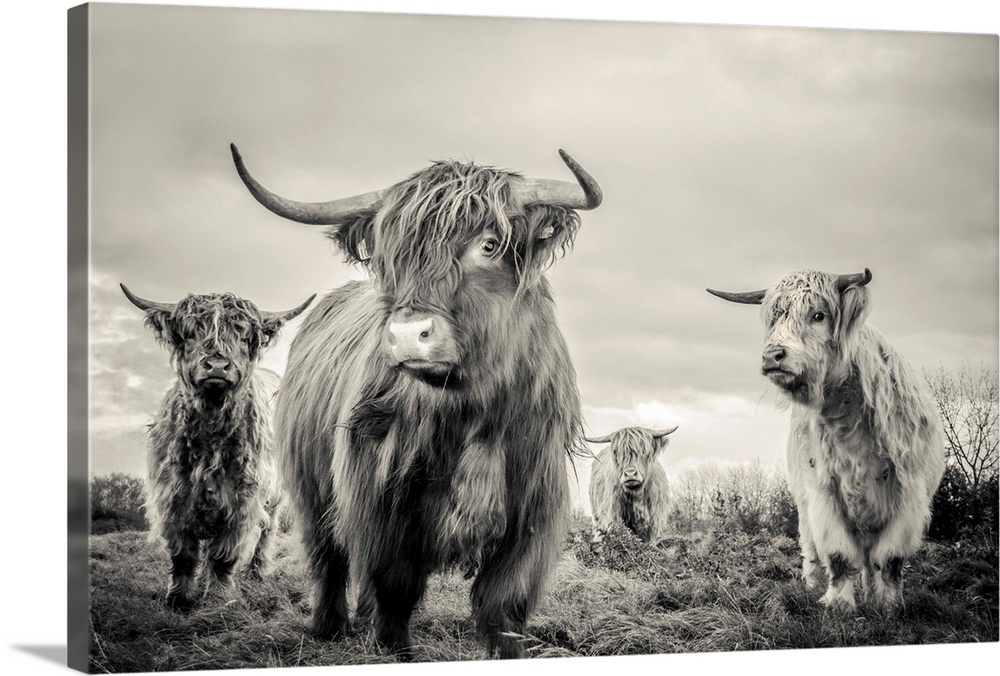 A horizontal photograph of four highland cattle in sepia tones. The shaggy-haired cows are standing in a remote grassy fie...