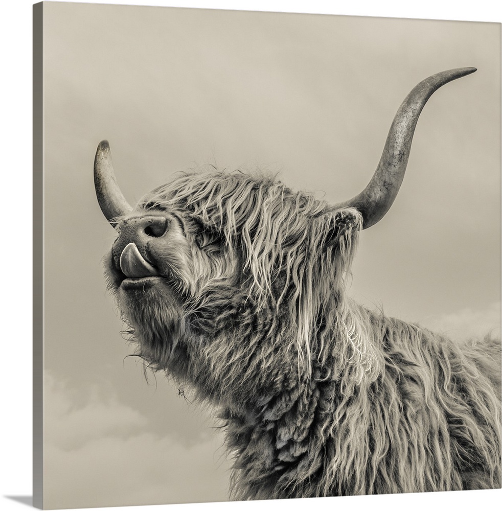 Close up of Highland cattle on a farm. England.