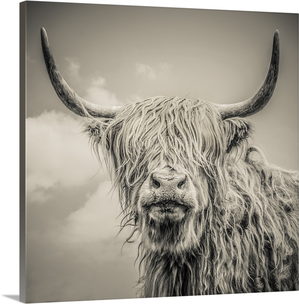 Close up of Highland cattle on a farm. England.