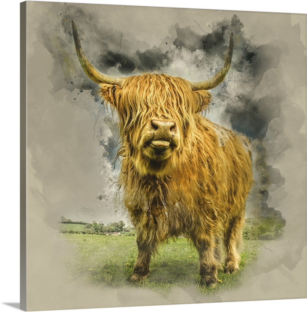 Close up of Highland cattle on a farm. England.