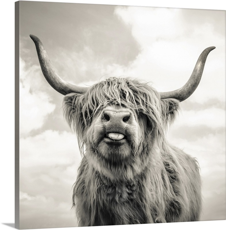 Highland kiss great big canvas