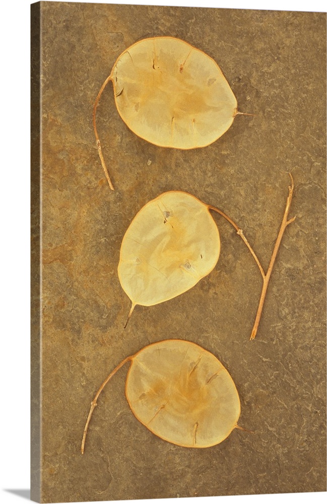 Three dried flat silver discs of seedpods of Honesty or Lunaria lying on brown stone surface