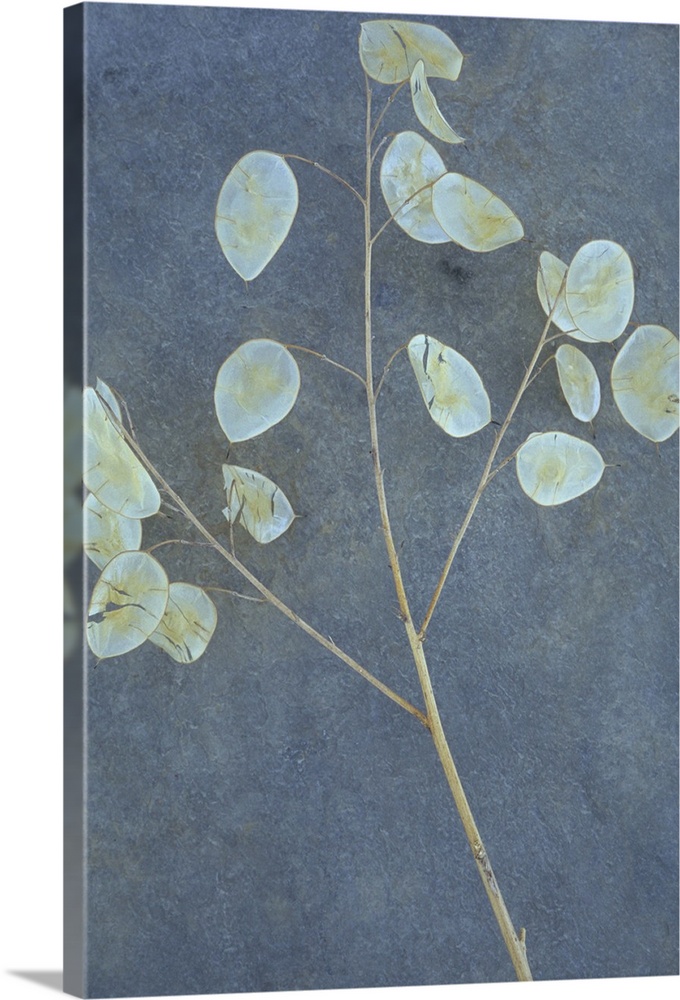 Stem of Honesty or Lunaria with its dried flat silver discs for seedpods lying on grey slate
