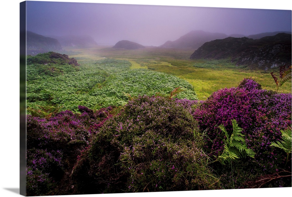 Foggy weather with purple heather and ferns in a rural landscape scene on the isle of Mull in Scotland