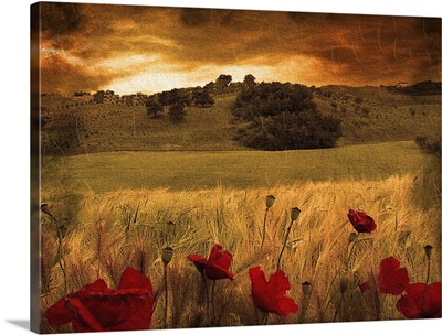 Italian countryside with red poppies