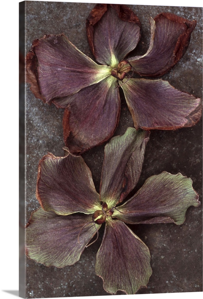 Two purple dried flowers of Lenten rose or Helleborus orientalis lying on tarnished metal