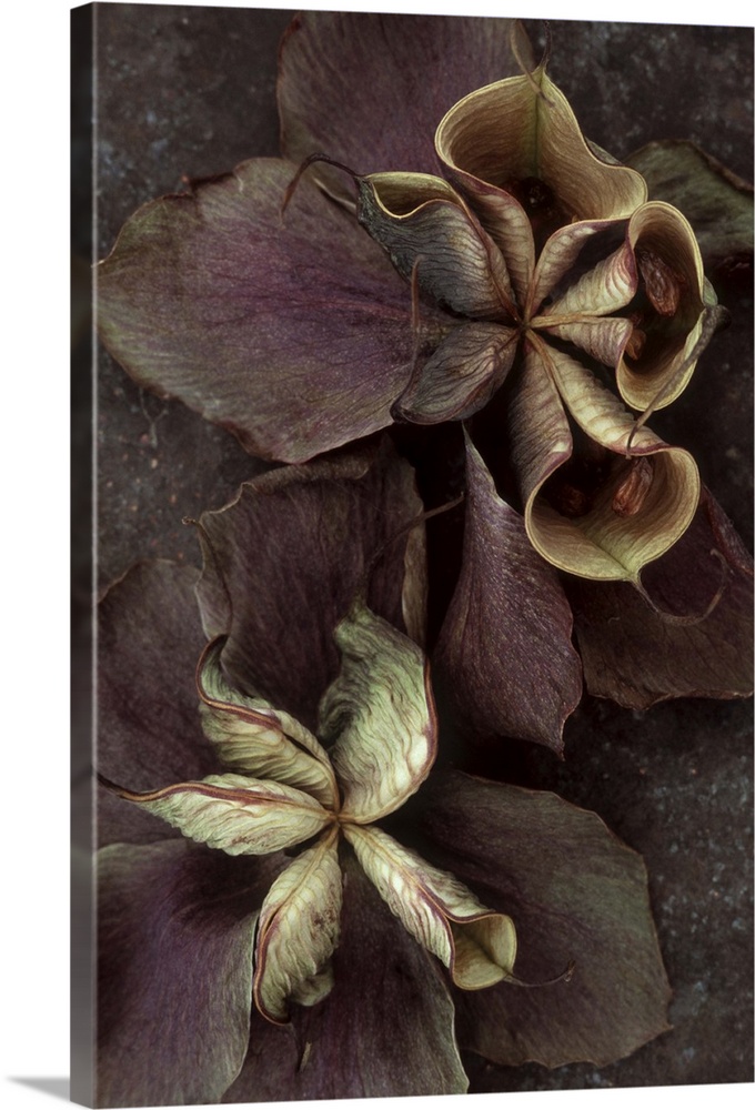 Two purple dried flowers of Lenten rose or Helleborus orientalis with bursting seedpods lying on tarnished metal