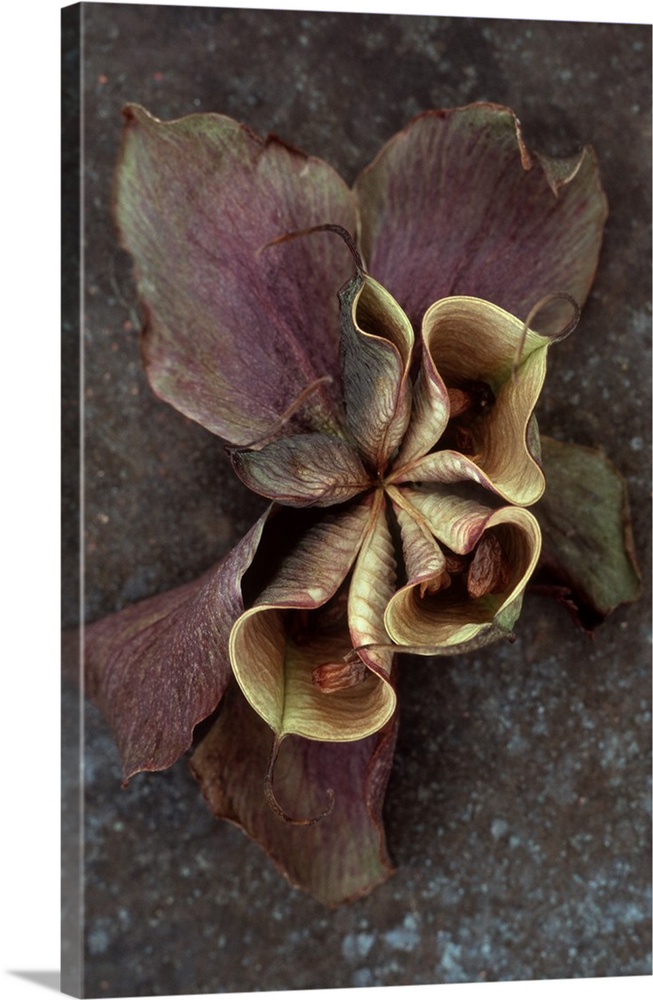 Purple dried flower of Lenten rose or Helleborus orientalis with bursting seedpods lying on tarnished metal