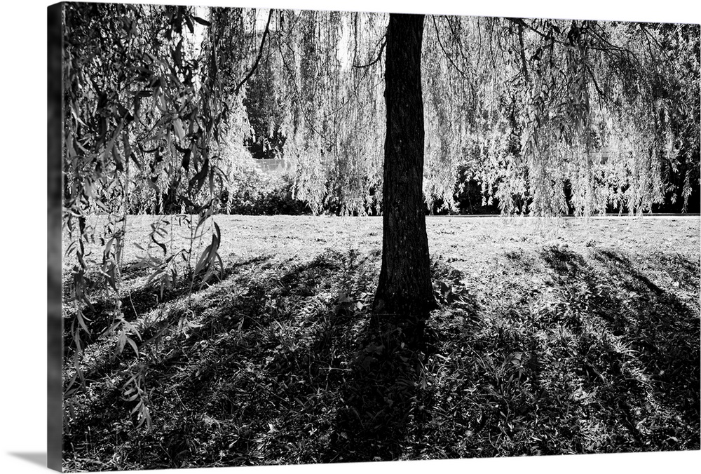A large weeping willow tree casting shadows on the ground in summer