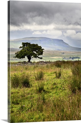 Lone Tree And Pen Y Ghent From Gauber
