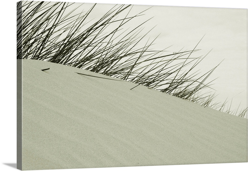 Long grass on sand dunes