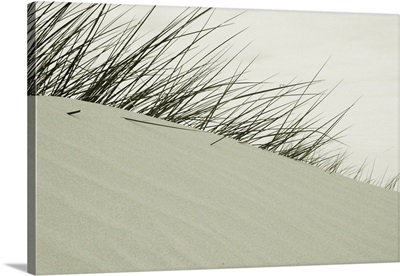 Long grass on sand dunes