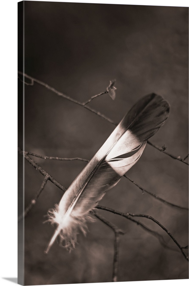 Single feather on a twig.