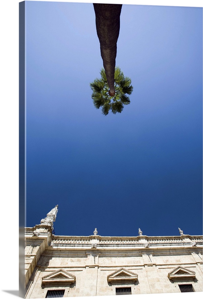 Low angle view of a tall palm tree and the top of Seville's University building, Seville, Spain