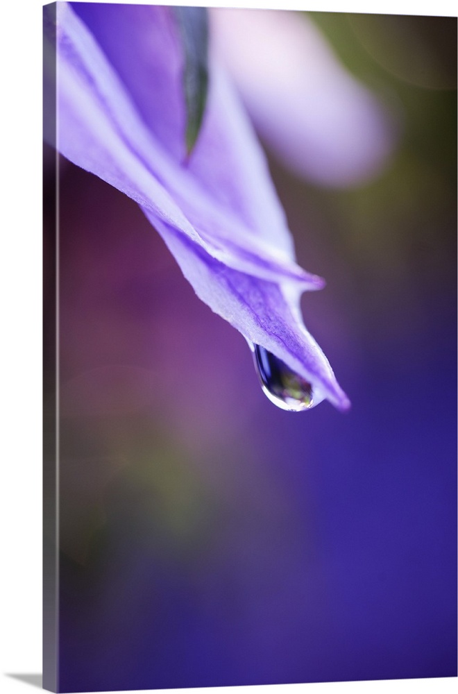 Close up of petal and water droplet