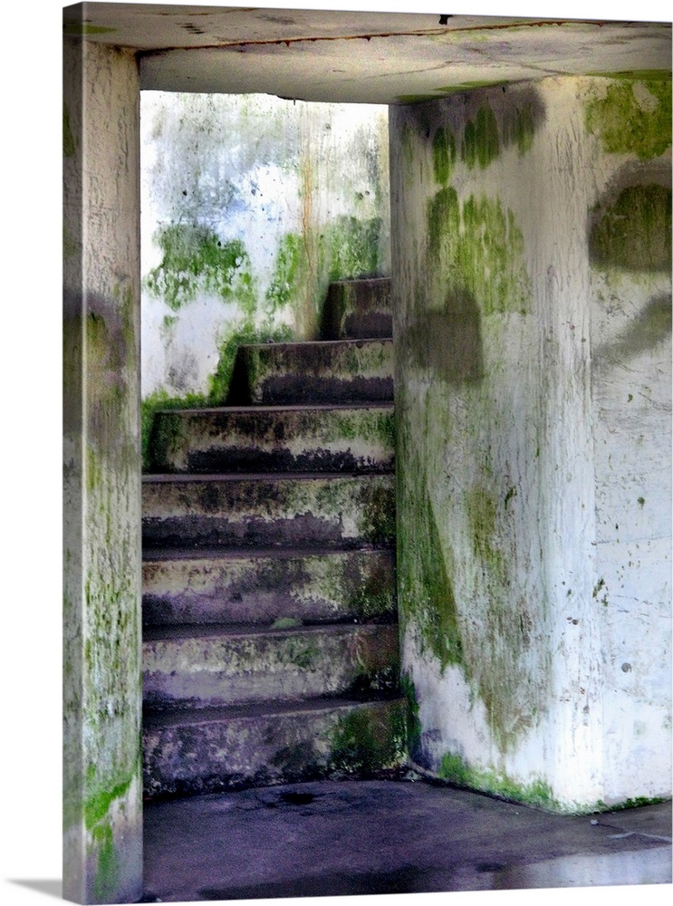 A mossy damp stairway