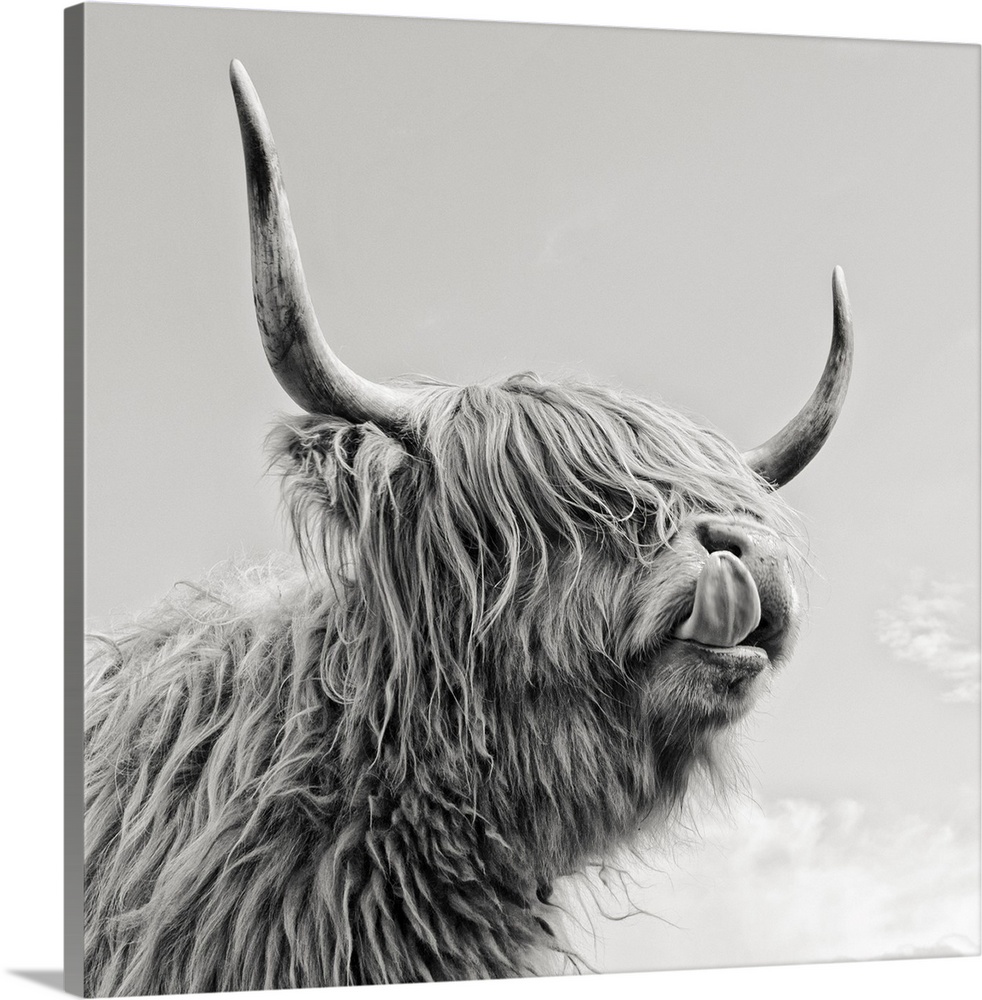 Highland Cow Canvas Art by Mark Gemmell