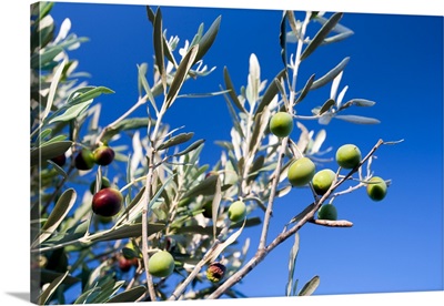 Olives on the tree, Faro, Portugal
