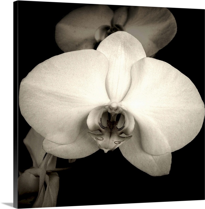 Orchid | Great Big Canvas