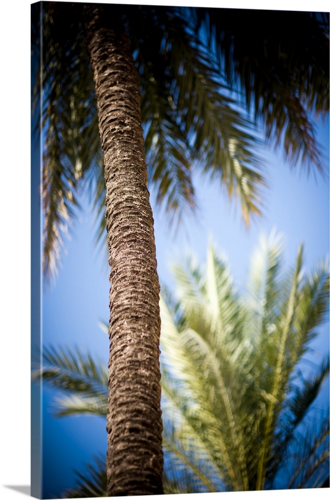 Palm trees, Seville, Spain