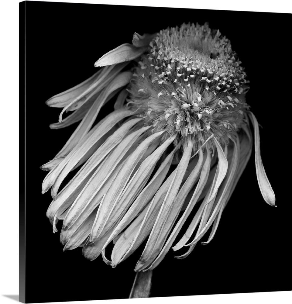 Monochrome daisy botanical on black background