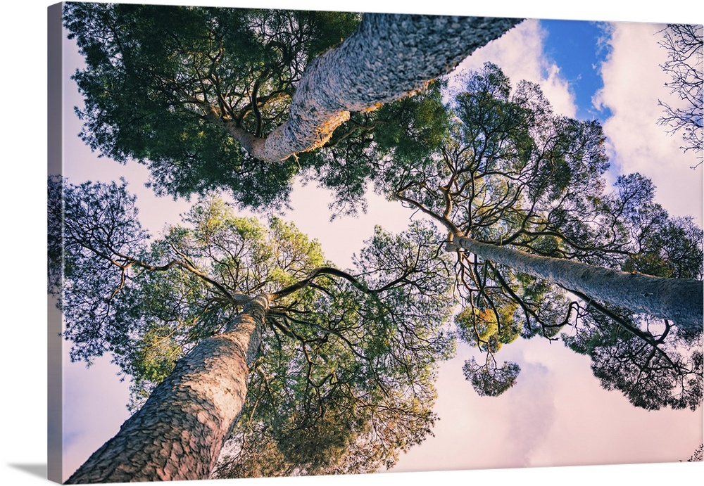 Low view of pine trees looking up towards blue sky in landscaped gardens in autumn in East Sussex, England.