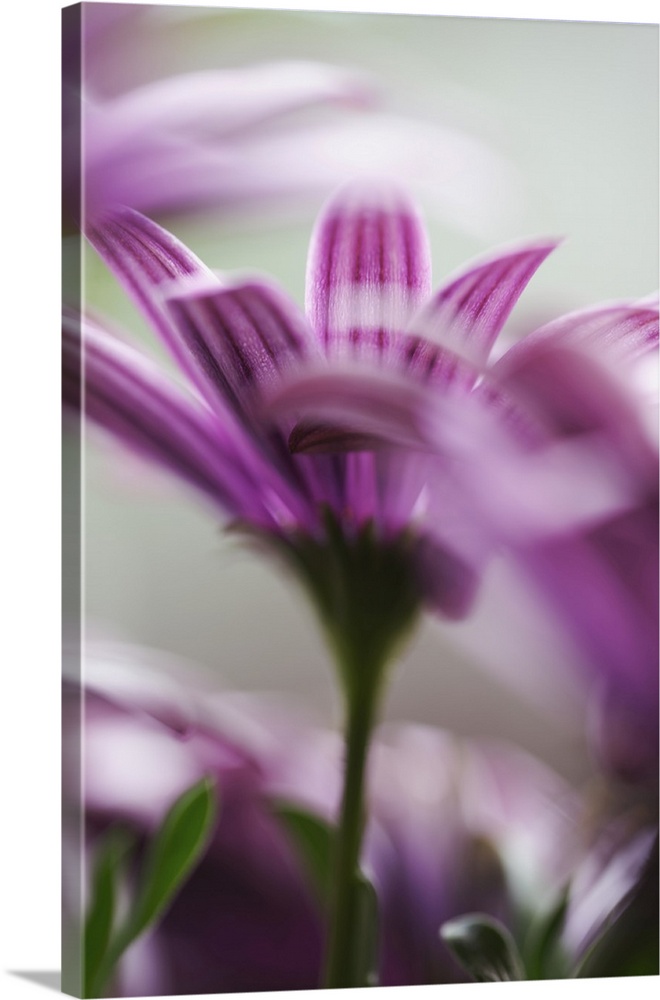 Close up of pink flowers with blur