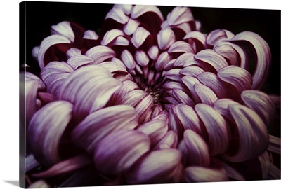 Pink Japanese Chrysanthemum
