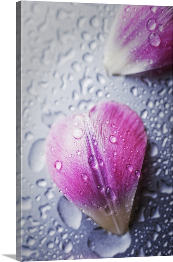 Close up of water droplets on small flower petals.
