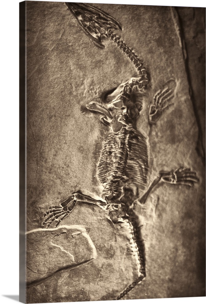 Fossilised skeleton of dinosour. Plesiosaur. (Lario Balsami)