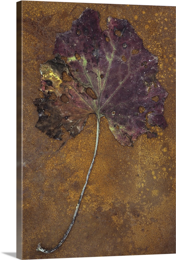 Purple and green leaf of Colts foot or Tussilago farfara lying with its stalk on rusty metal sheet